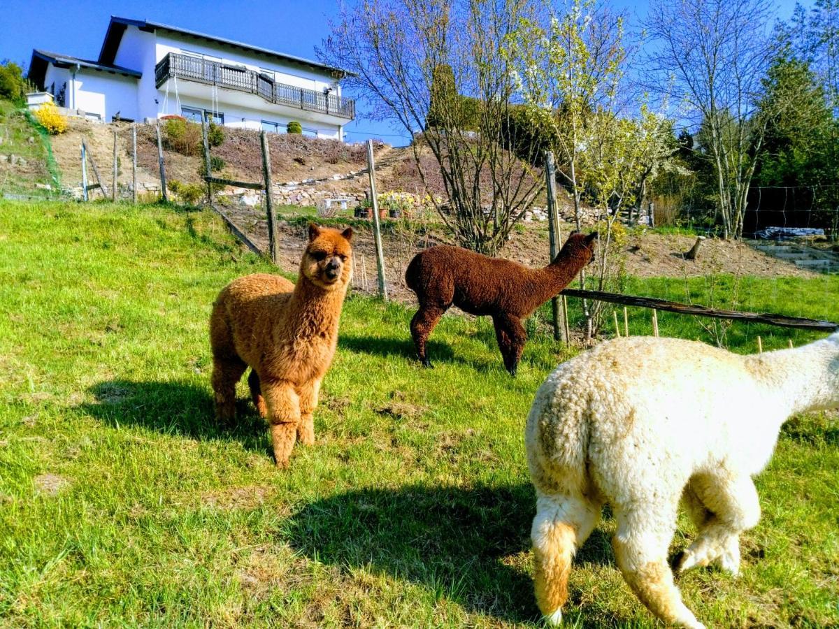 Ferienwohnung Alpaka Blick Schneppenbach Exteriér fotografie